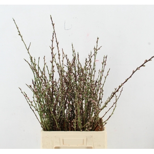 ABRIKOZENBLOESEM PER STEM 060CM