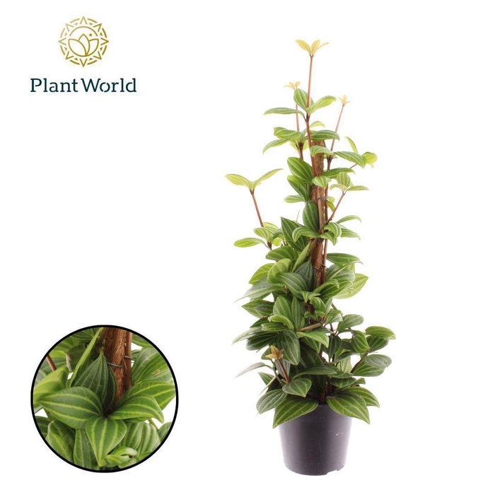 <h4>Peperomia Rocca Alto Mosstok</h4>
