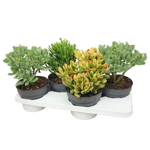 Crassula mix 17 cm