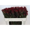 Leucadendron Blush Spray