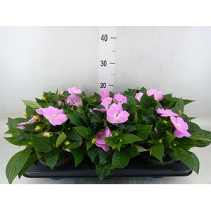 Impatiens NG 'Tamarinda Violet'