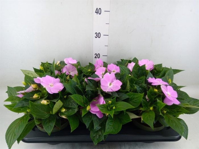 <h4>Impatiens NG 'Tamarinda Violet'</h4>