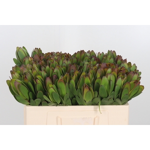 Leucadendron Saf Goldstrik