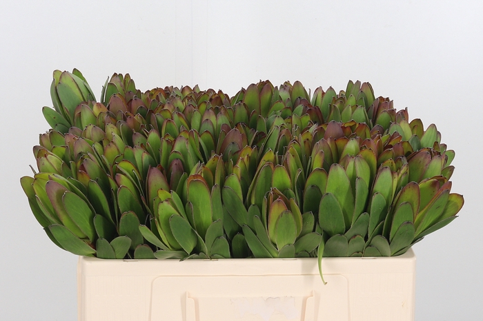 <h4>Leucadendron Saf Goldstrik</h4>