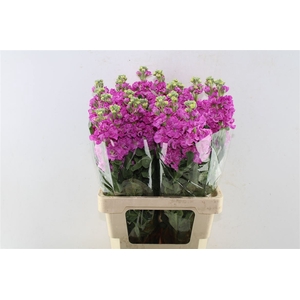 Matth Iron Deep Pink