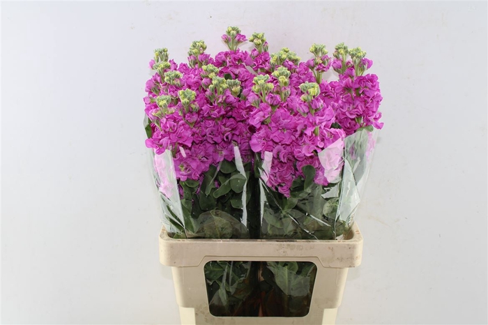 <h4>Matth Iron Deep Pink</h4>