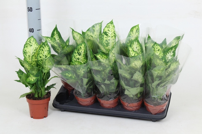 <h4>DIEFF COMPACTA</h4>