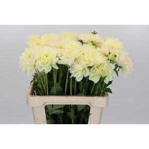 Dahlia Champagne