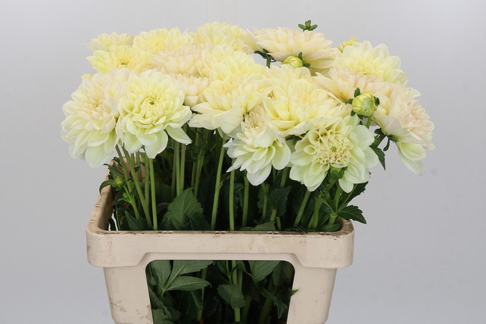 Dahlia Champagne