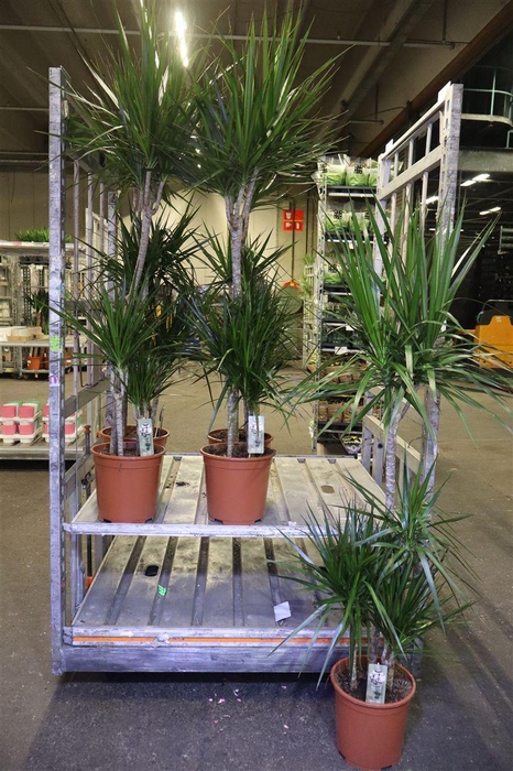 <h4>Dra Marginata</h4>