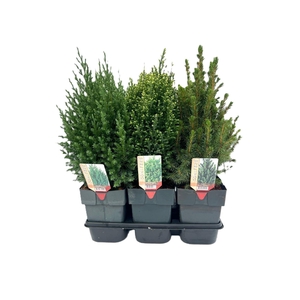Conifer Winter mix P17