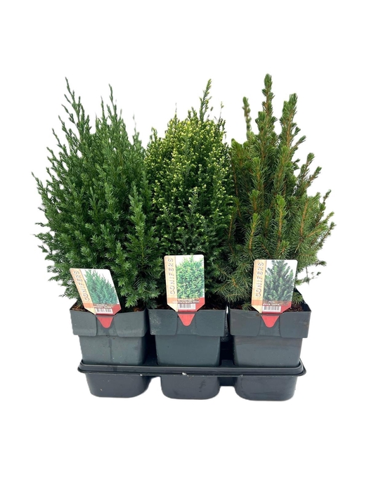 <h4>Conifer Winter mix P17</h4>