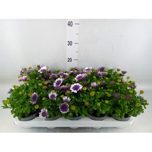 Osteospermum   ...