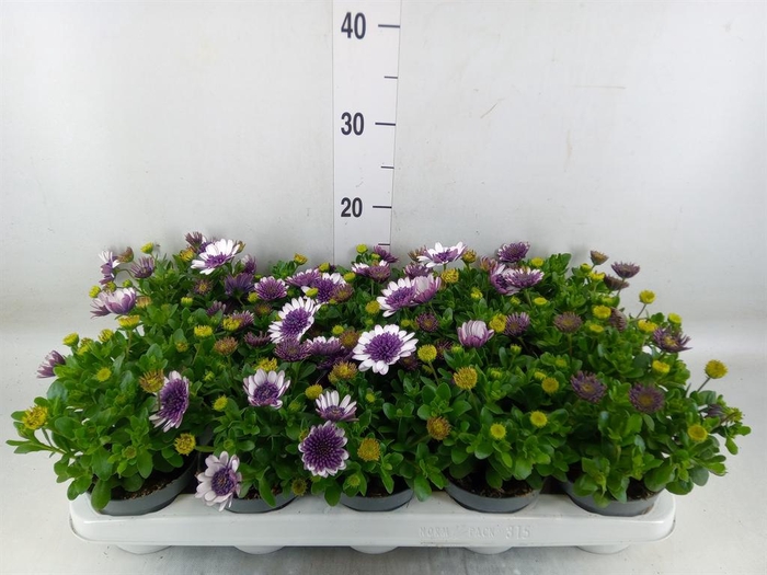 <h4>Osteospermum ...</h4>