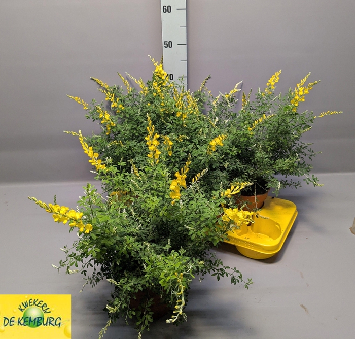 <h4>GENISTA X SP</h4>