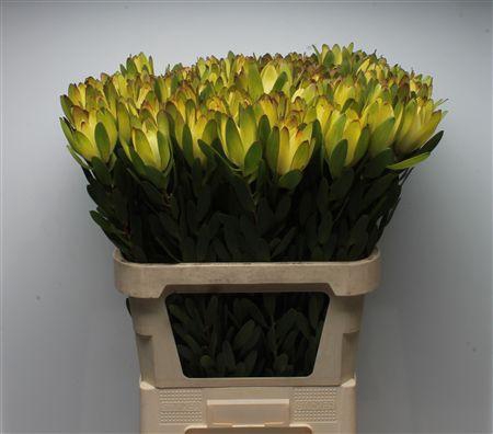 <h4>Leucad Goldstrike</h4>