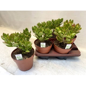 CRASS OVATA