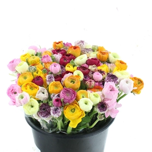 Ran El Mix In Bunch Extra