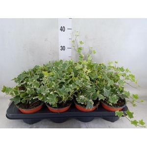 Hedera helix 'Esther'