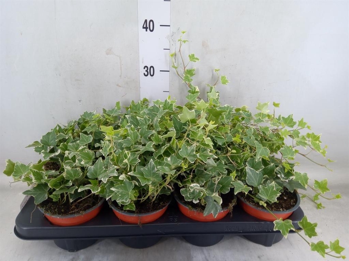 <h4>Hedera helix 'Esther'</h4>