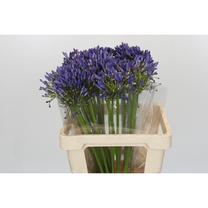 Agapanthus Blue Heaven