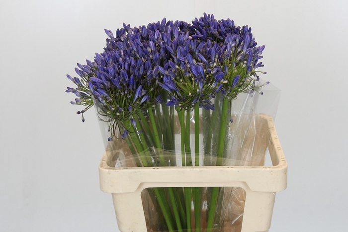 <h4>Agapanthus Blue Heaven</h4>