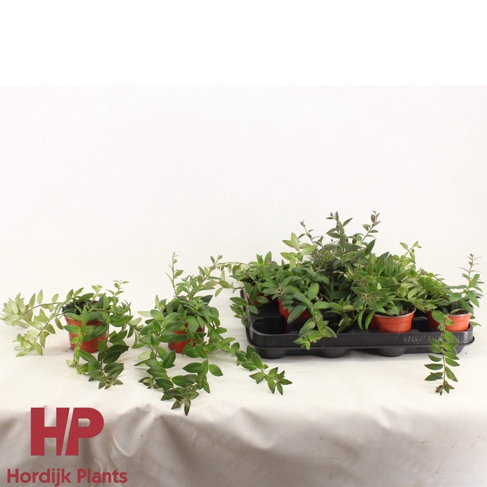 <h4>Aeschynanthus Caro Imp P9 cm</h4>