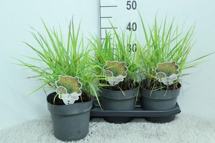 <h4>Panicum Virgatum Totem Pole Shenandoah</h4>