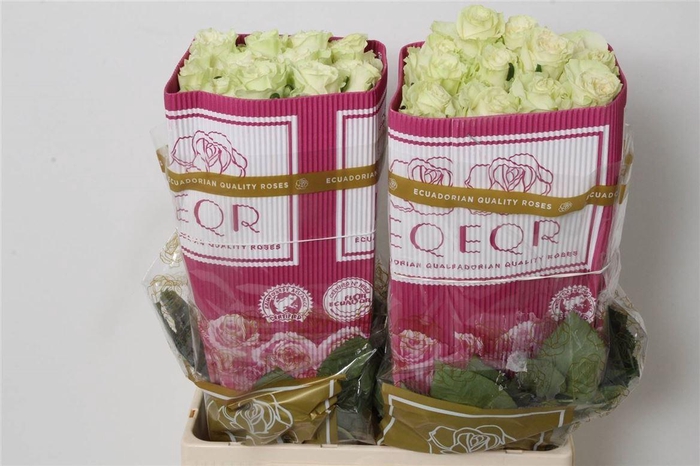 <h4>R Eq Mondial</h4>