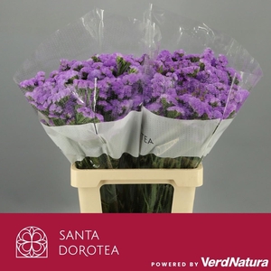 Statice Light Blue Lavender