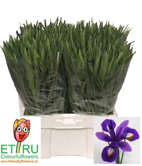 <h4>IRIS BLUE MAGIC</h4>