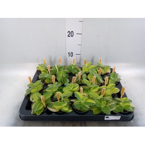 Tradescantia   ...