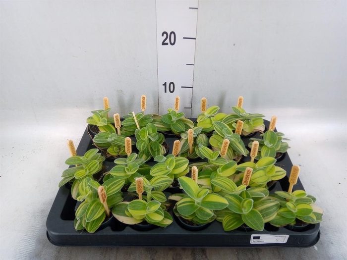 <h4>Tradescantia ...</h4>