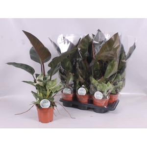 Philodendron Imperial Red 17Ø 65cm