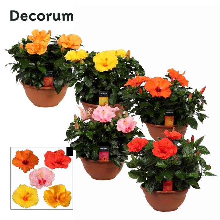 <h4>Decorum Hibiscus Mix 26cm SCHAAL</h4>