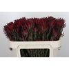 Leucadendron Blush Spray