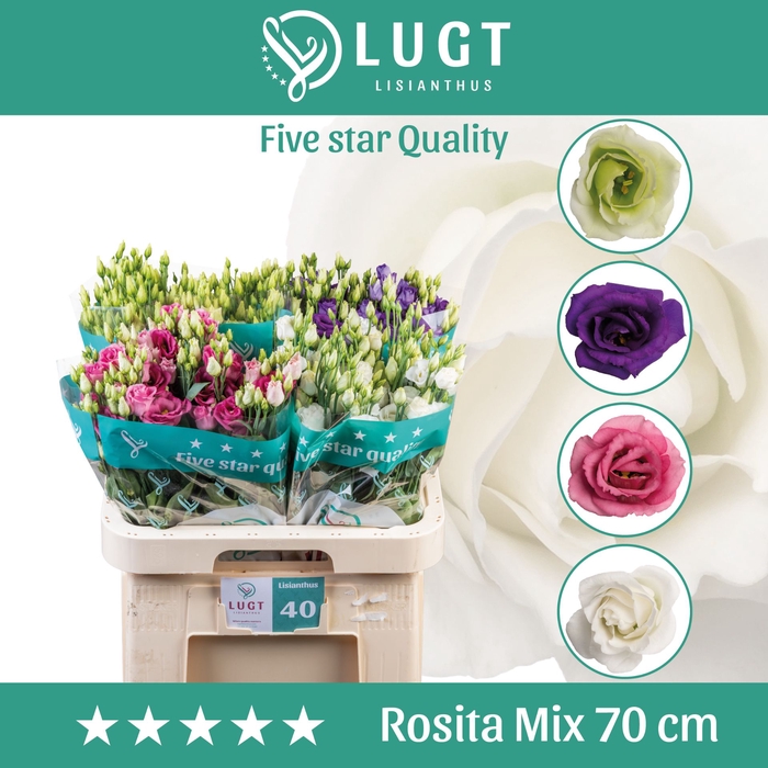 <h4>Eust G Gem In Fust</h4>