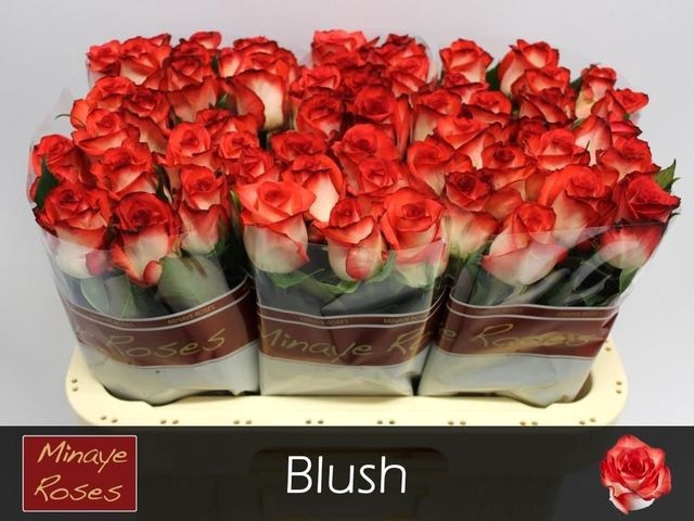 <h4>Rosa large blush</h4>