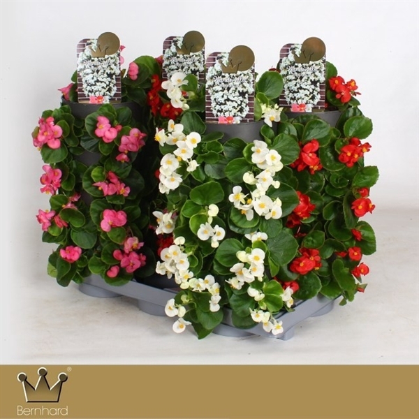<h4>Begonia Wanderella - MIXTRAY</h4>