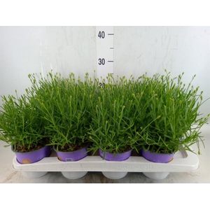 Lavandula angus. 'Essence Pure'