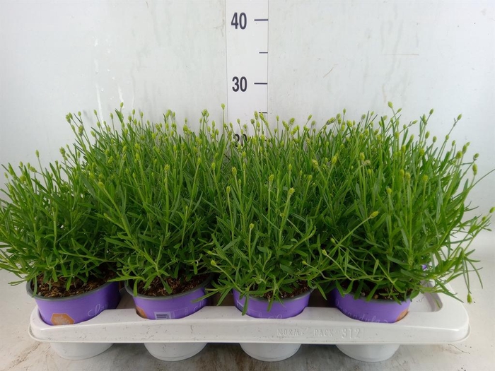 <h4>Lavandula angus. 'Essence Pure'</h4>