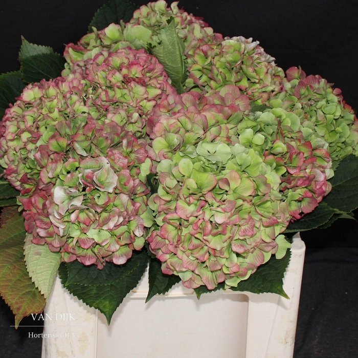 <h4>HYDR M CH VERENA CL</h4>