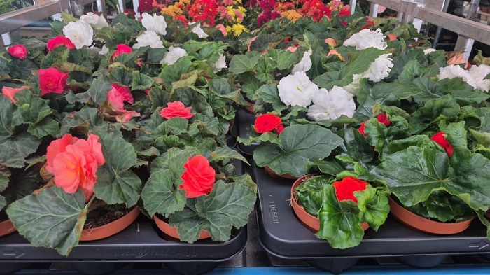 <h4>BEGO TU OV stock</h4>