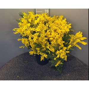 Acacia D Gaulois 1000gr