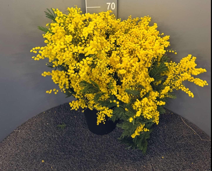 <h4>Acacia D Gaulois Vrac 1kg Giallo</h4>