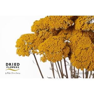 Dried Achillea Parker