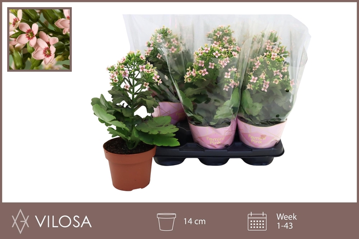 <h4>KAL FEMININE PINK</h4>