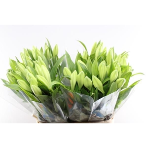 Li Lf Watch Up 1 Kop