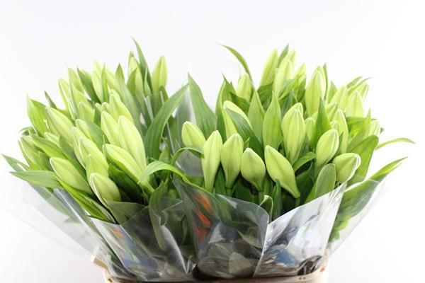 <h4>Li Lf Watch Up 1 Kop</h4>