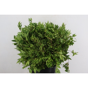 MYRTUS COMMUNIS 400GR